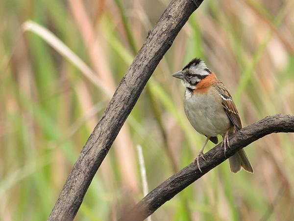 <h3><a href="/trips/salesopolis-2014/biota/animalia/chordata/aves/040 passeriformes/126 emberizidae/zonotrichia capensis/zonotrichia capensis-nl.html">Zonotrichia&nbsp;capensis</a> / Rufous‑collared&nbsp;sparrow / Roodkraaggors</h3>NIKON D7100 met AF-S Nikkor 300mm f/2.8G IF-ED VR II, 1/500 sec  bij F4.5, ISO 320, afstand 19.9&nbsp;m